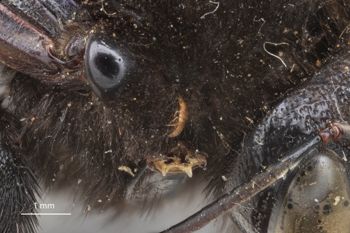 Media type: image;   Entomology 810676 Aspect: Head pronotum lateral